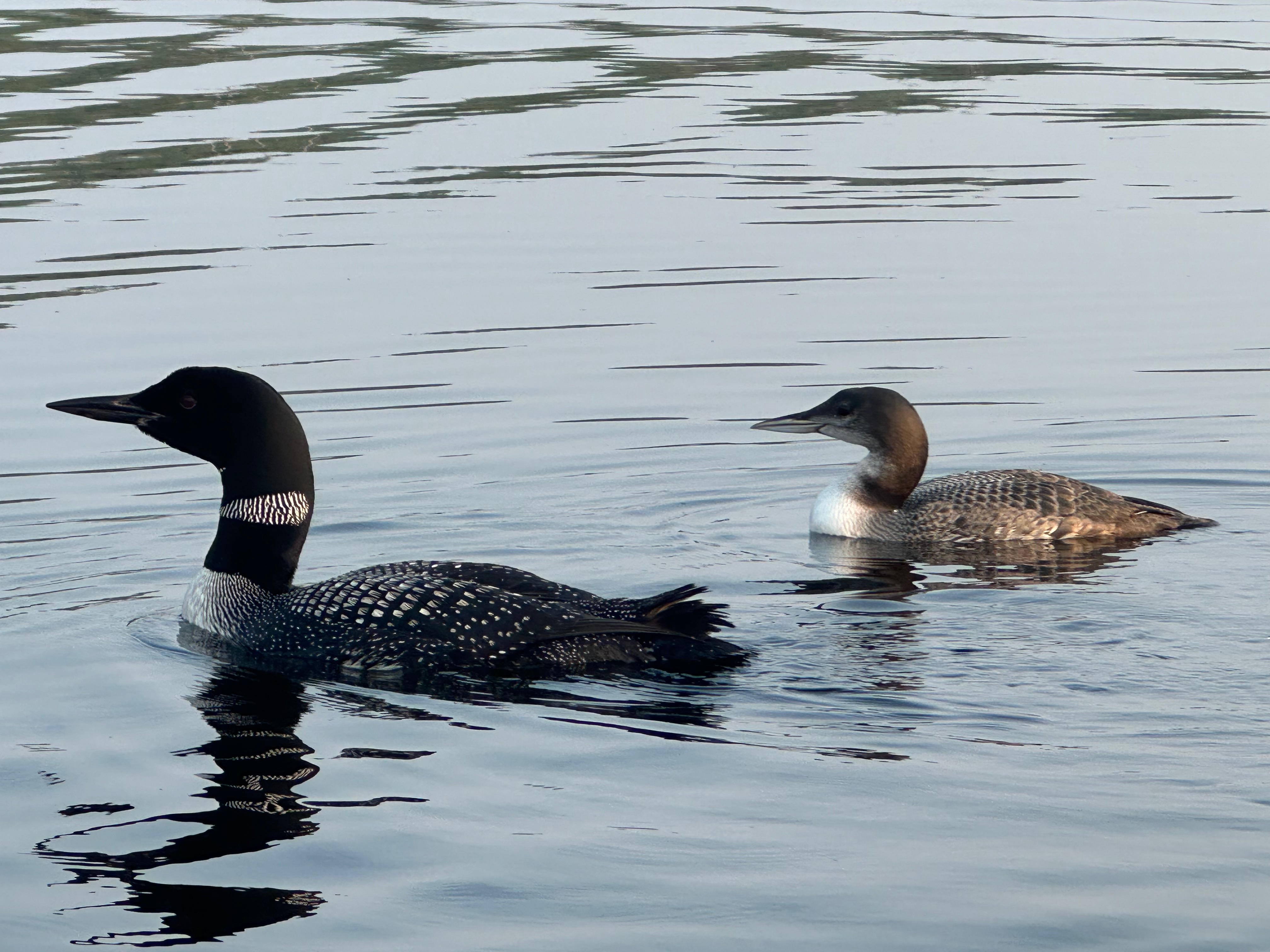 Loons
