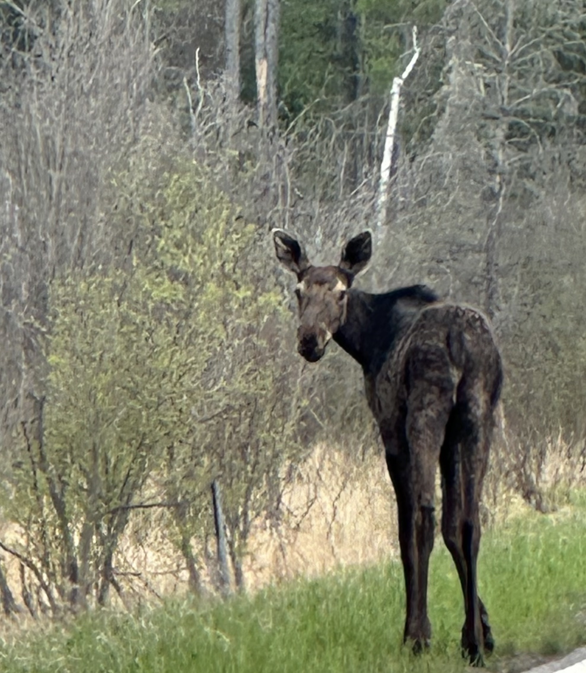 Moose friend