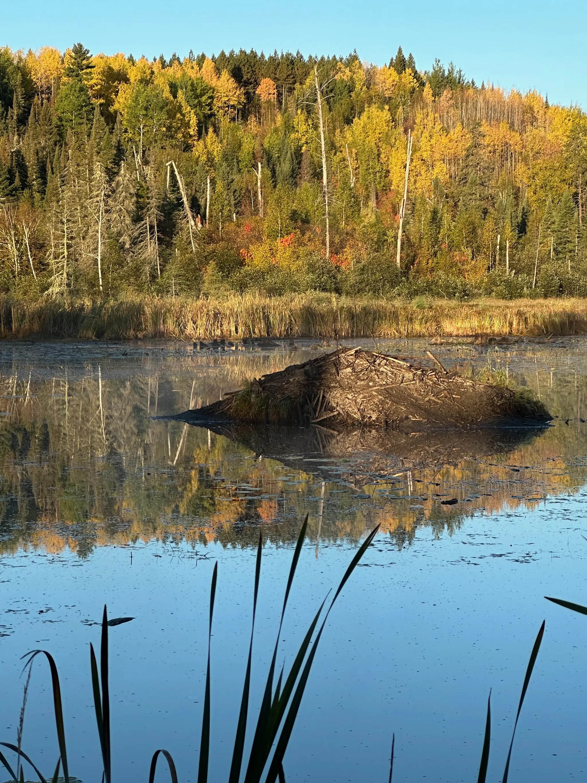 Beaver dam on the Gunflint Trail
