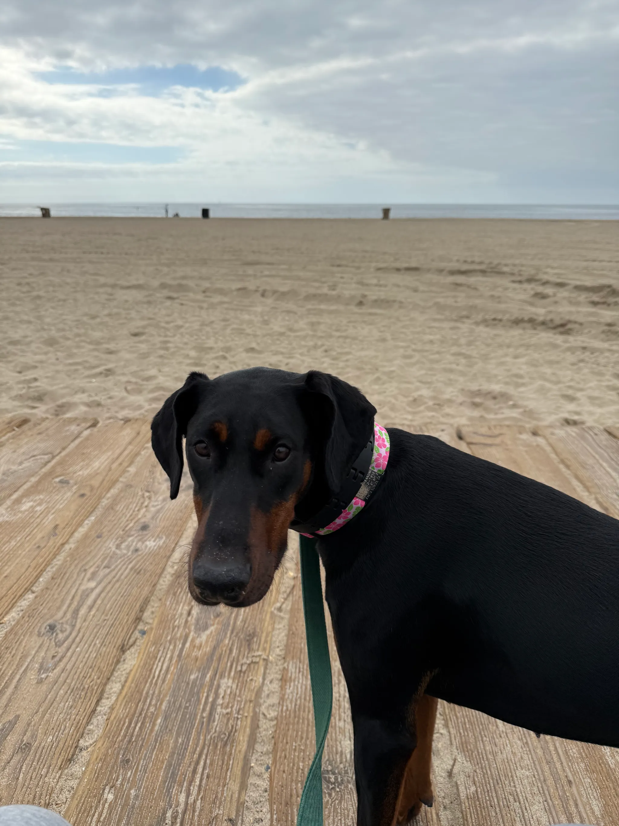 Miss Lady at the Santa Monica beach