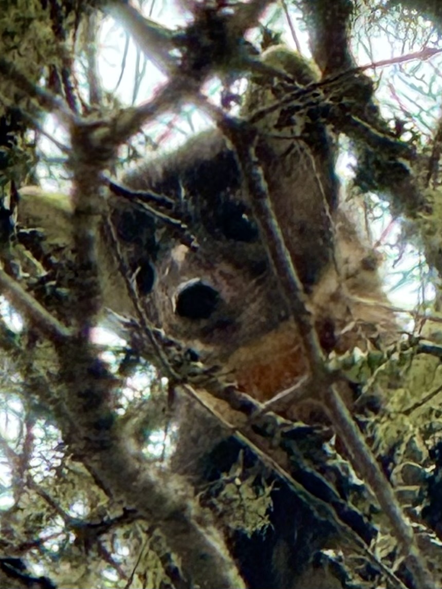Inquisitive young American (pine) marten getting a better look at us!