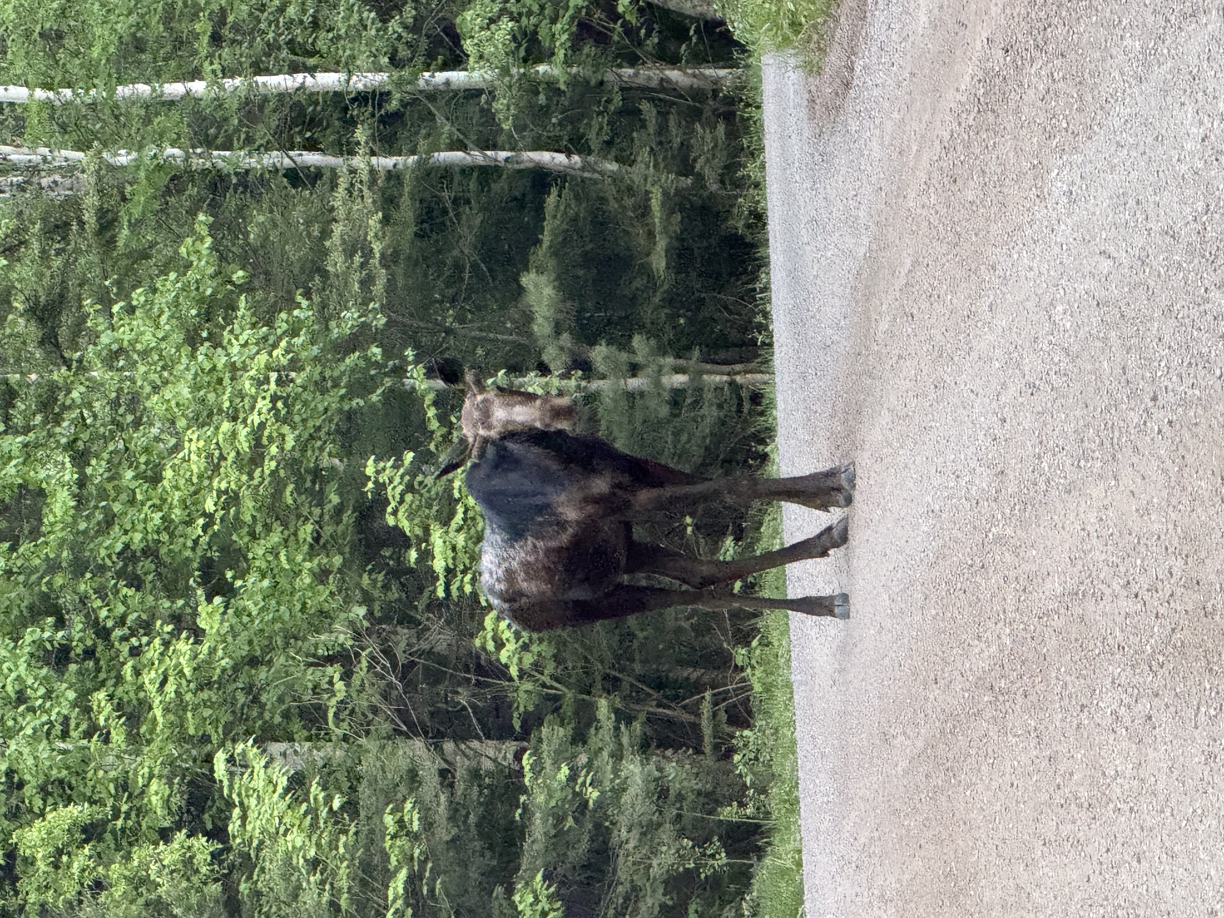 Young bull moose watching us on our way home.